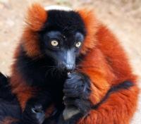 Red Ruffed Lemur